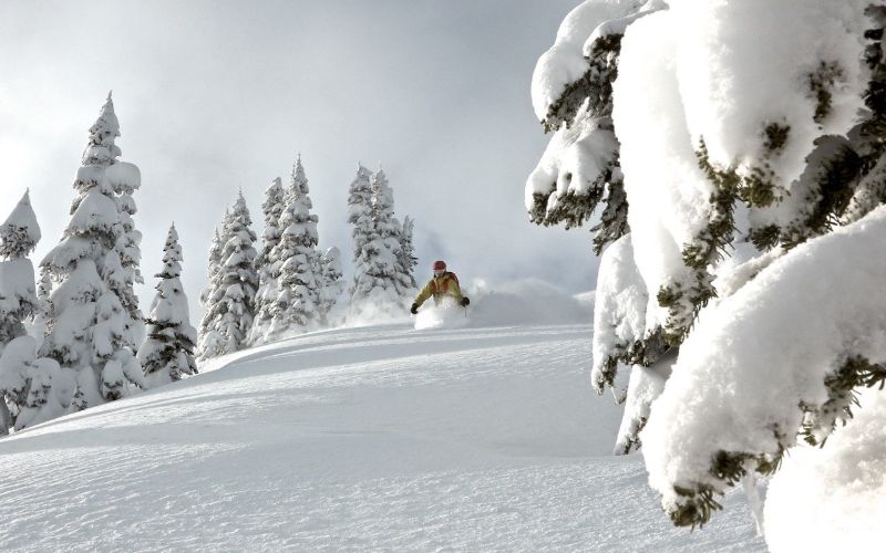 heli-skiing-canada-deep-snow-tree-run-min