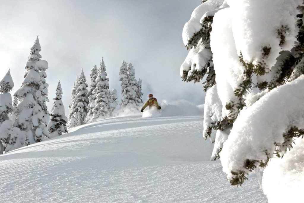 heli-skiing-canada-skier-traversing-tree-line-min