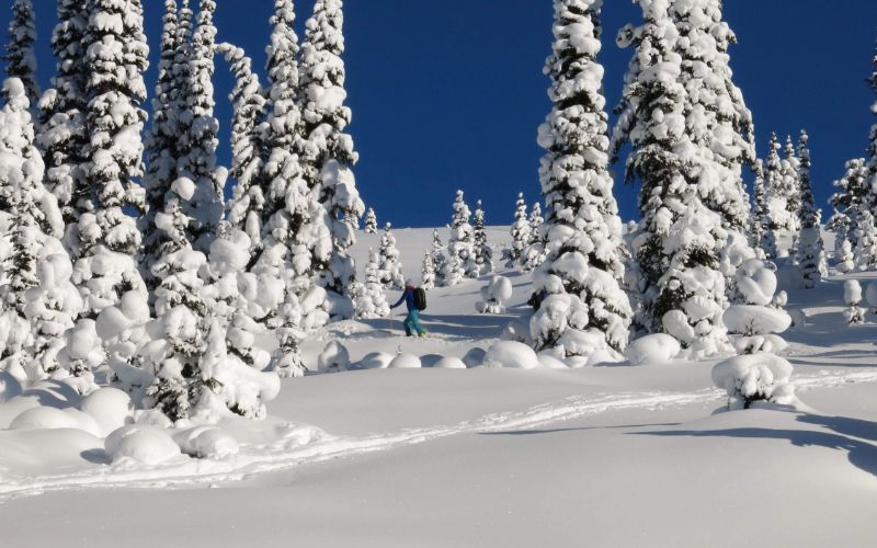 heli-skiing-trees-min